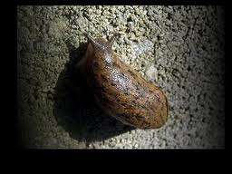 Parmacella