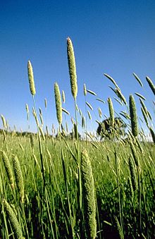 220px-Phalaris aquatica