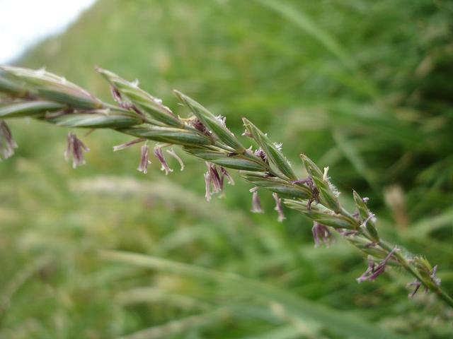 Lolium sp