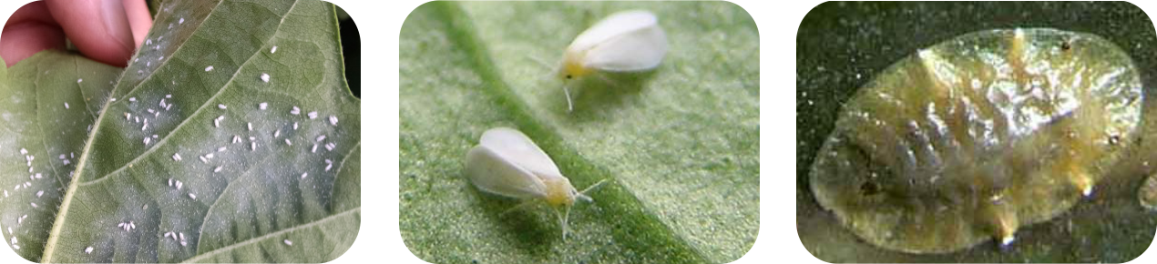 عکس سه تایی بوپروفزین