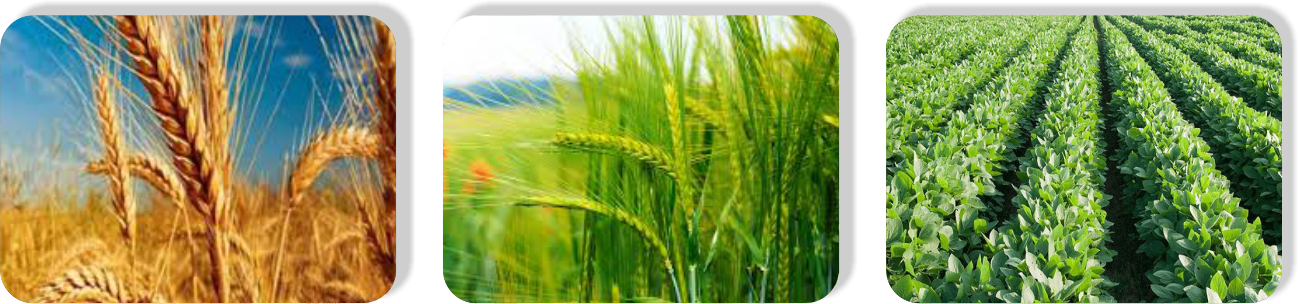 بروماویت سه تایی