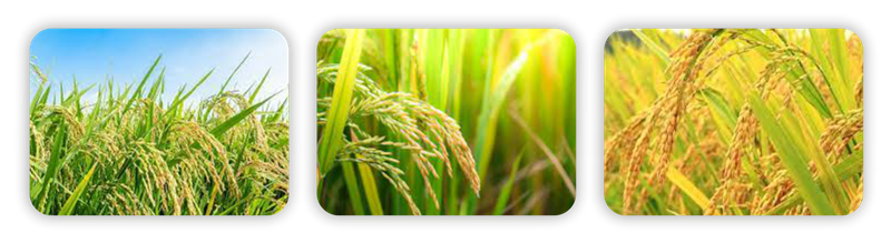 سه تایی پنوکسولام copy