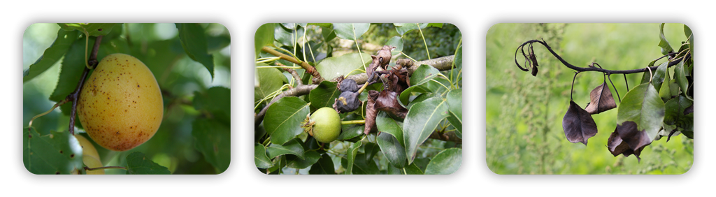 عکس سه تایی بردو آریاشیمی 