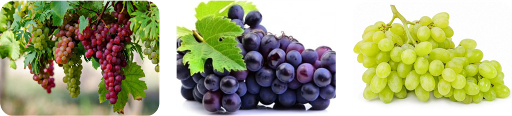 سه تای جیبرلیک