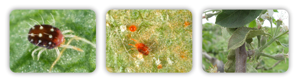 سه تایی اتوکسازول 