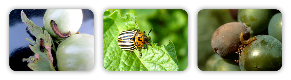 سه تایی اسپینوساد