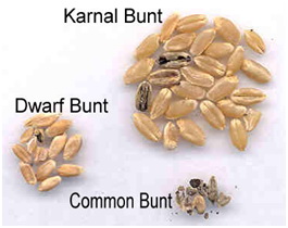 infestion seeds