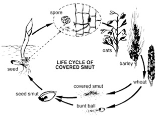 life cycle1