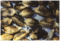 wheat seed