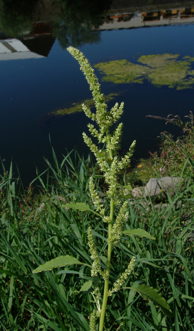 Amaranthus rudis male MA Kammerschleuse G10.jpg a