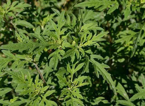 Common ragweed