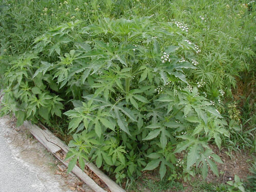 Giant Ragweed1