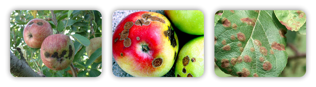 سه تایی دودین 