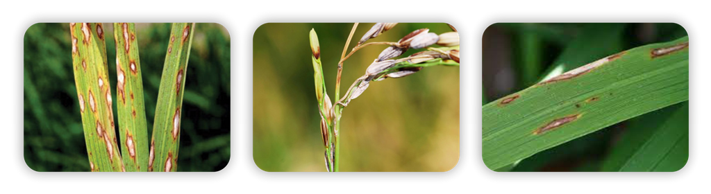 تیوفانات متیل تری سیکلازول