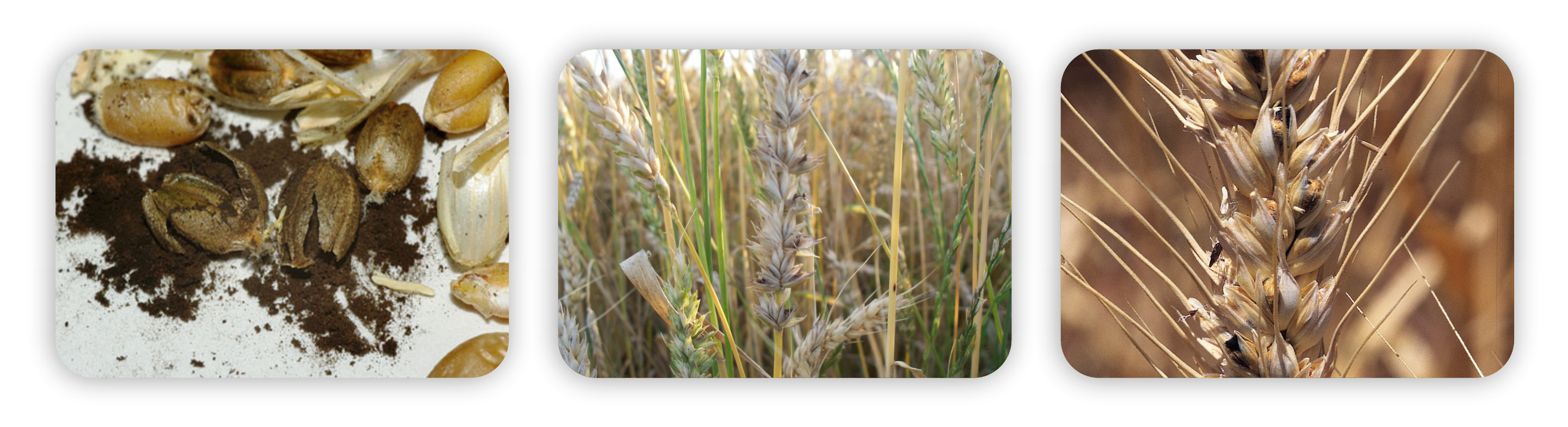 کربوکسین تیرام اف اس copy