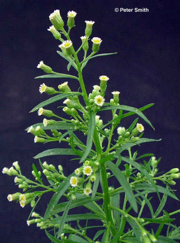 canada fleabane 07 zoom