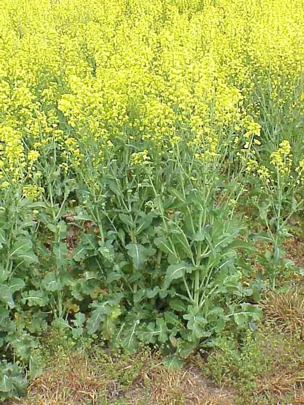 cg Canola copy
