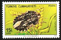 plosnita-graului-eurygaster-integriceps-24 1 2