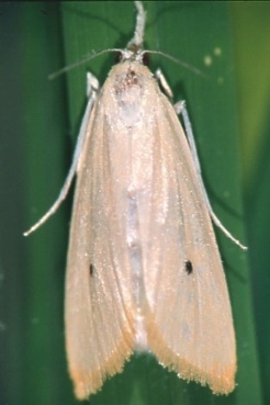 rice stem borer encadr1 copy
