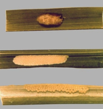 rice stem borer encadr2