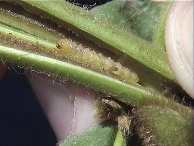 rice stem borer encadr4