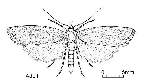 rice stem borer encadr5