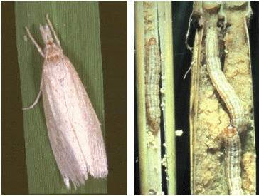 rice stem borer encadr6
