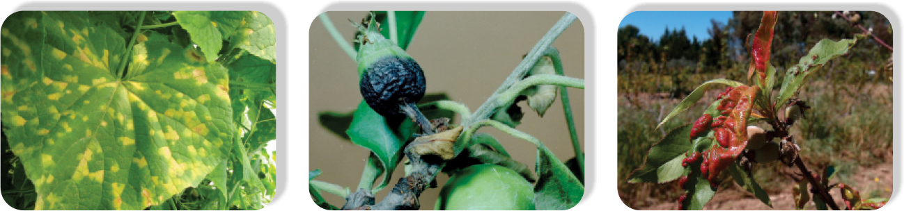 Copper Oxychloride Aria2