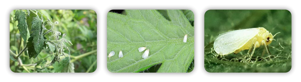 سه تایی تیامتوکسامآبامکتین