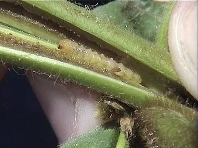 rice stem borer encadr4