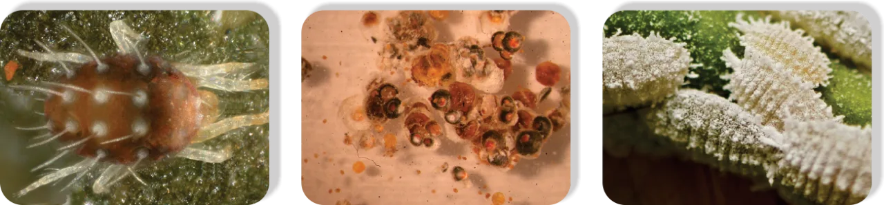 Emulsifiable2