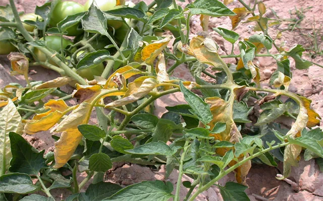 پژمردگی فوزاریومی خیار