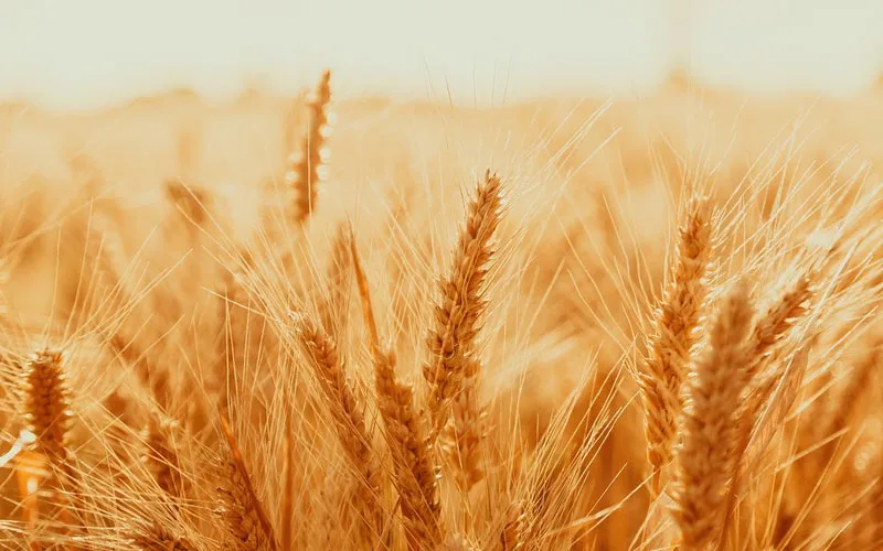 برخی از بیماری های مهم گندم و جو