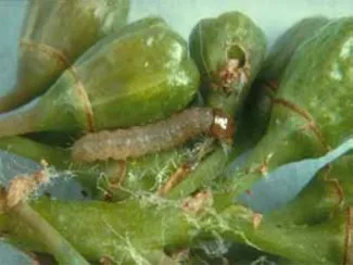 کرم خوشه‌خوار انگور