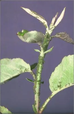 شته سیب