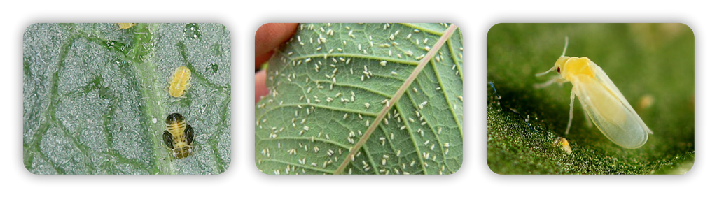 تیامتوکسام سه تایی