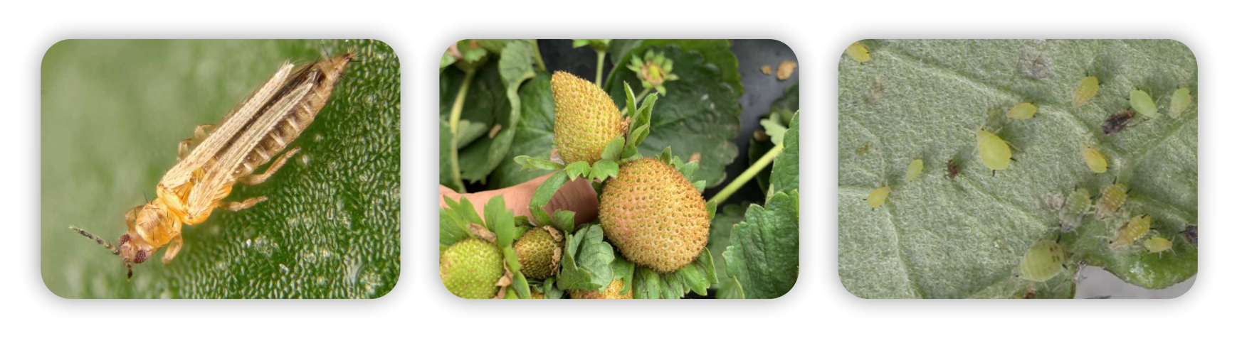 عکس سه تایی فلوکونامید