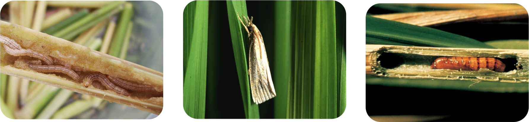 عکس سه تایی کارتاب