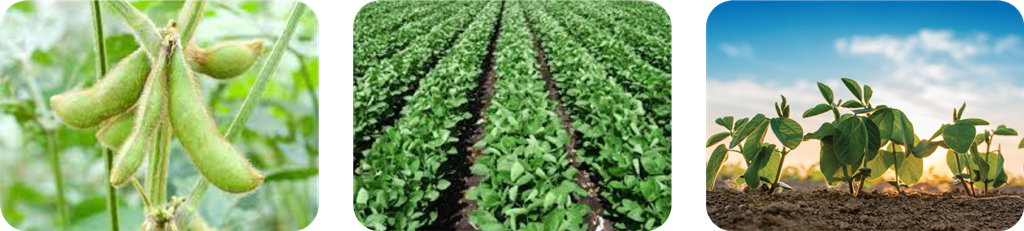 سه تایی آمیتیس