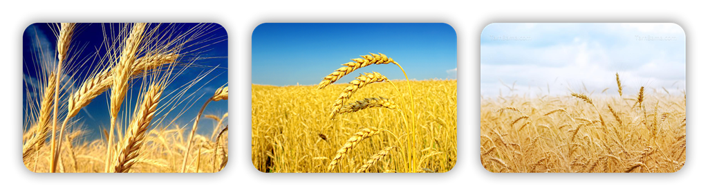 سه تایی پینوکسادن