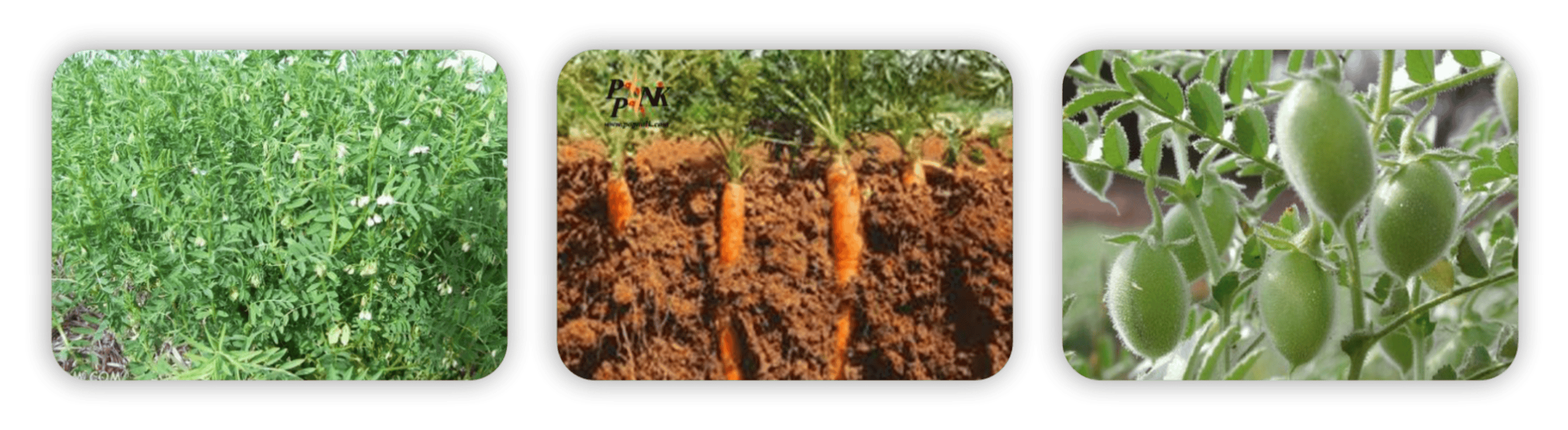 عکس سه تایی لینورون