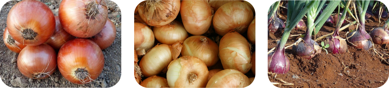 عکس سه تایی آیوکسینیل