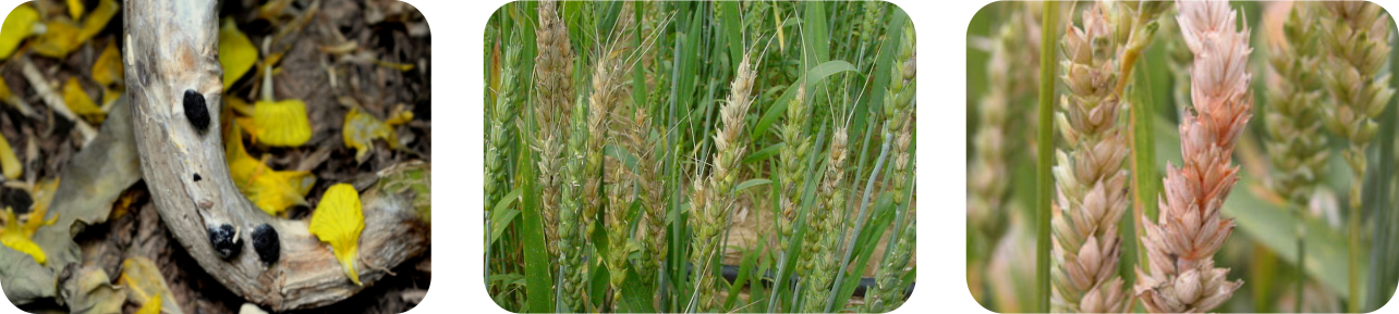 سایپروکونازولکاربندازیم عکس سه تایی copy