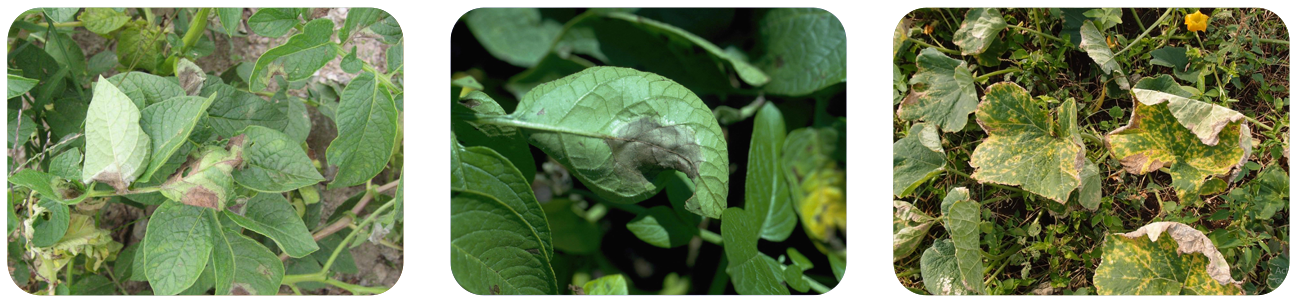 فاموکسادون copy