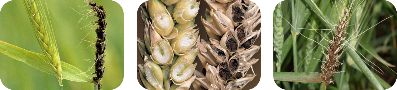 نمونه عکس سه تایی لاماردور سایت 1