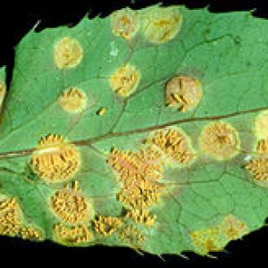 زنگ سیاه گندم:Puccinia graminis