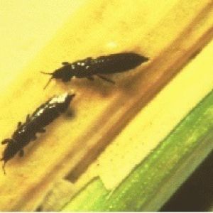 تریپس گندم: Haplothrips tritici
