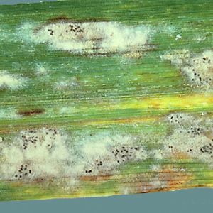 سفیدک سطحی گندم:Blumeria graminis