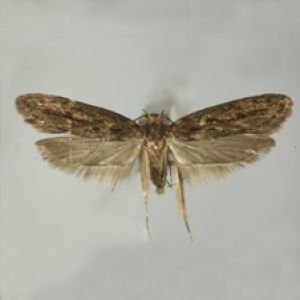 پروانه برگ خوار غلات: Syringopais temperatella