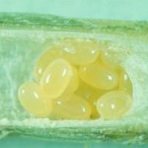  سرخرطومی برگ یونجه: Hypera postica